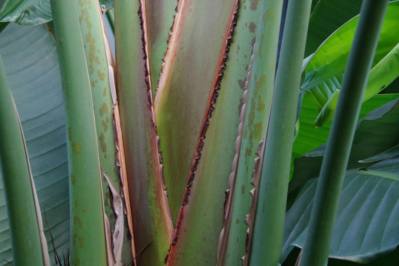 organic skincare ingredients