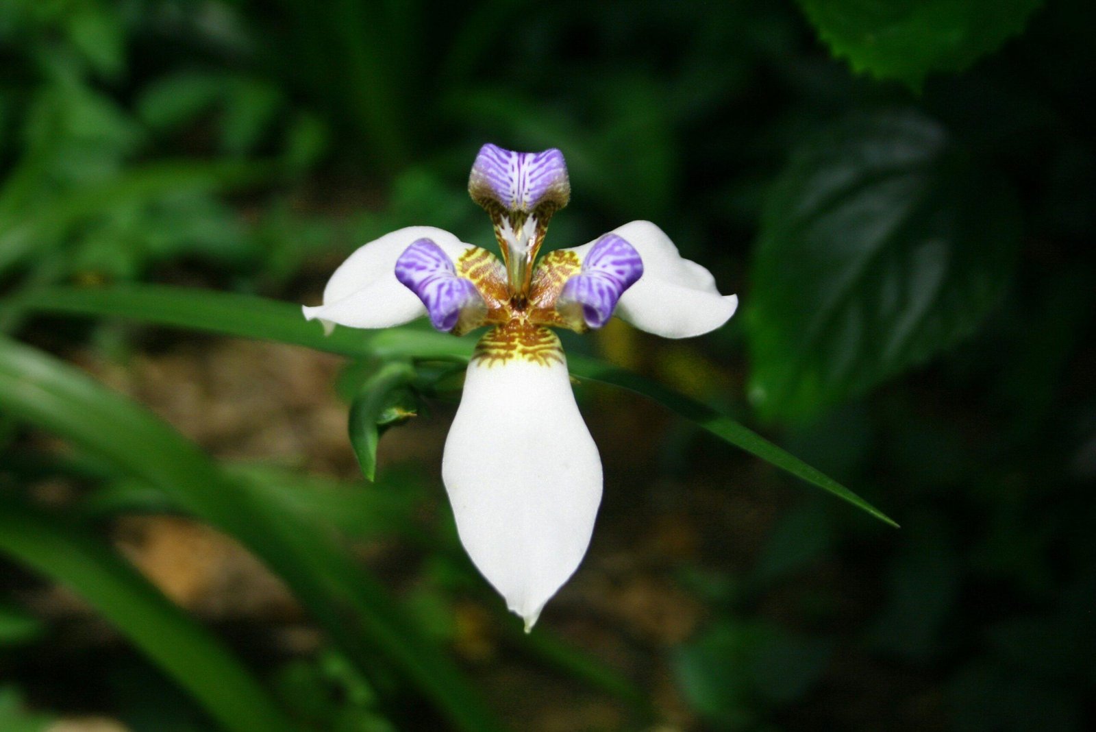 A glass dropper bottle filled with golden organic face serum oil next to fresh flowers.
