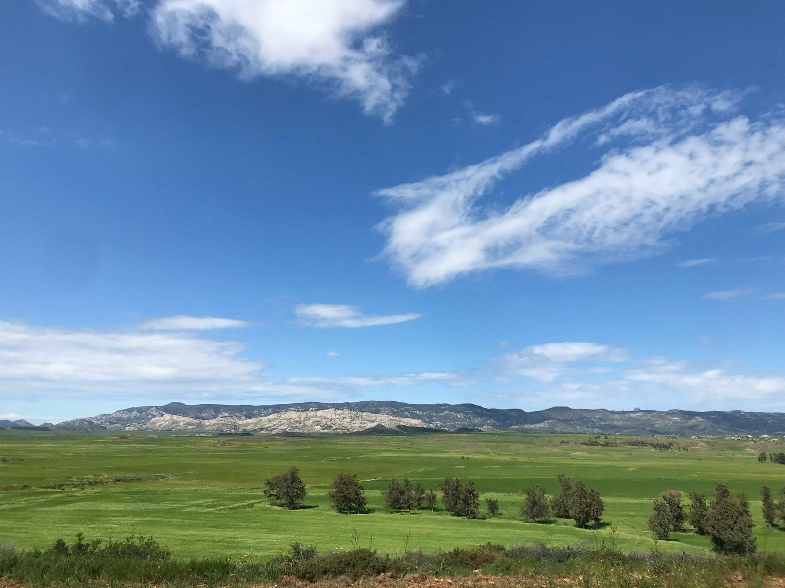 A jar of organic olive oil surrounded by fresh olives and leaves