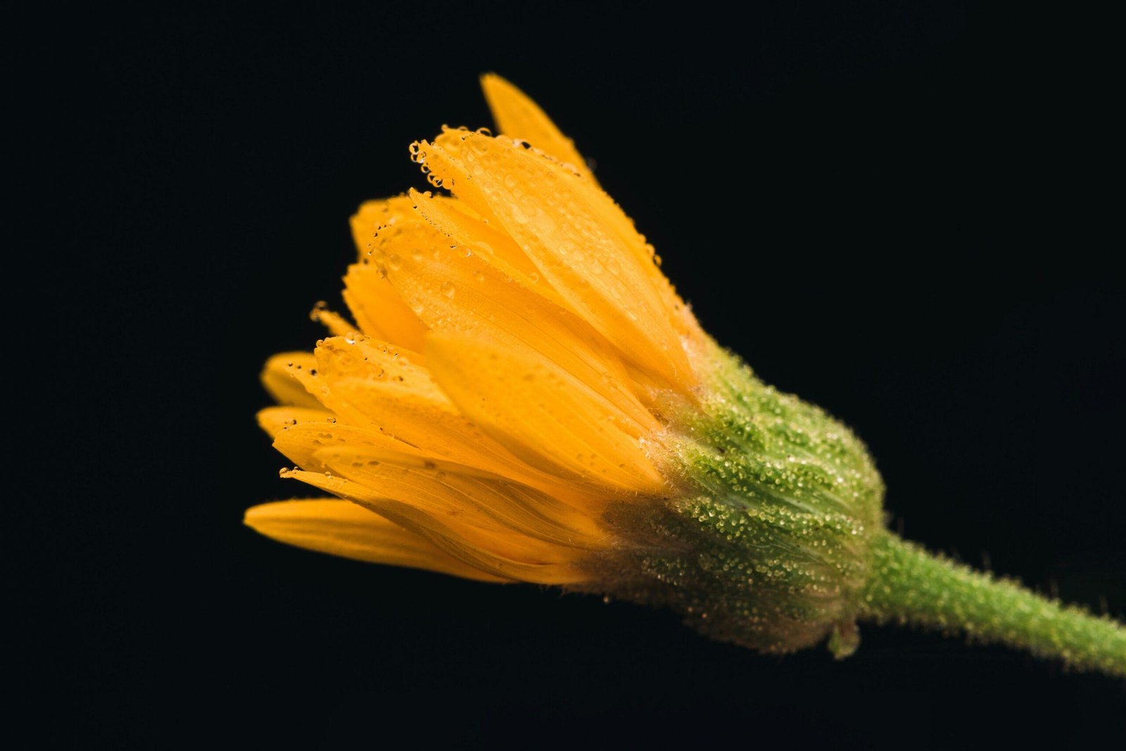 Assorted flowers and bottles of organic oils on a wooden table.