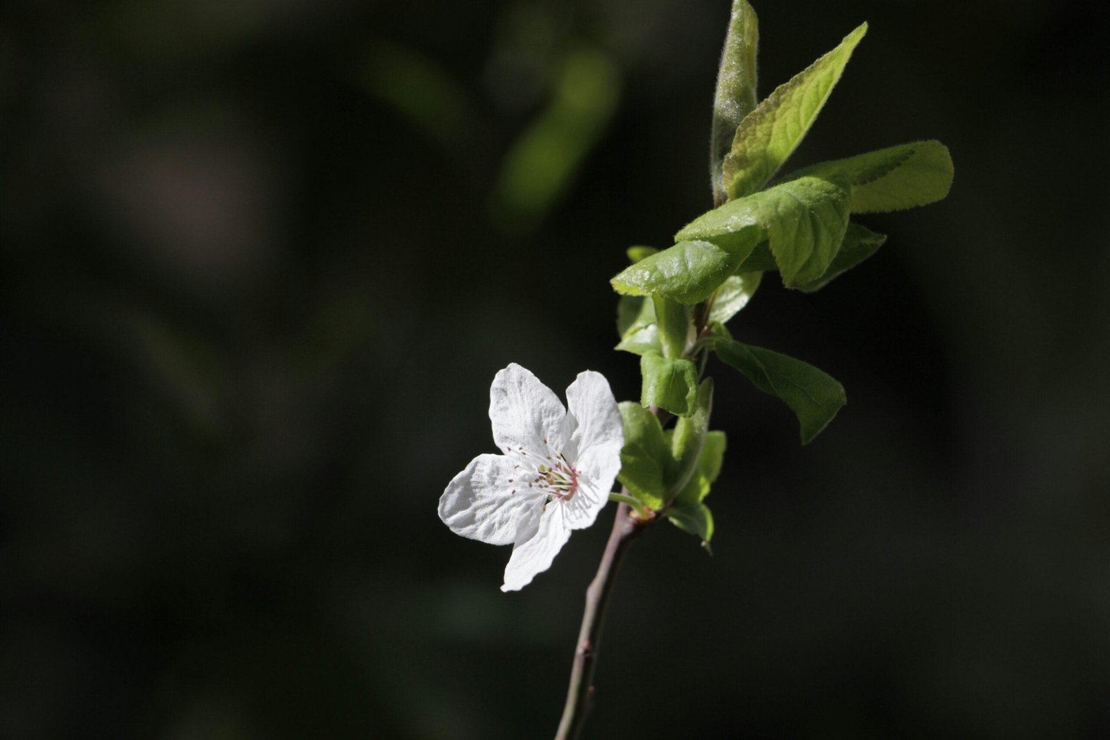 Glass bottles storing various essential oils near sunlight-free shelves