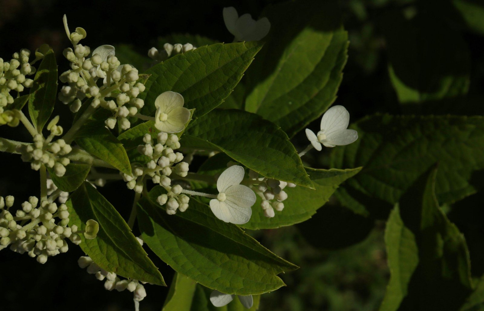 Infographic showing benefits of natural botanical extracts