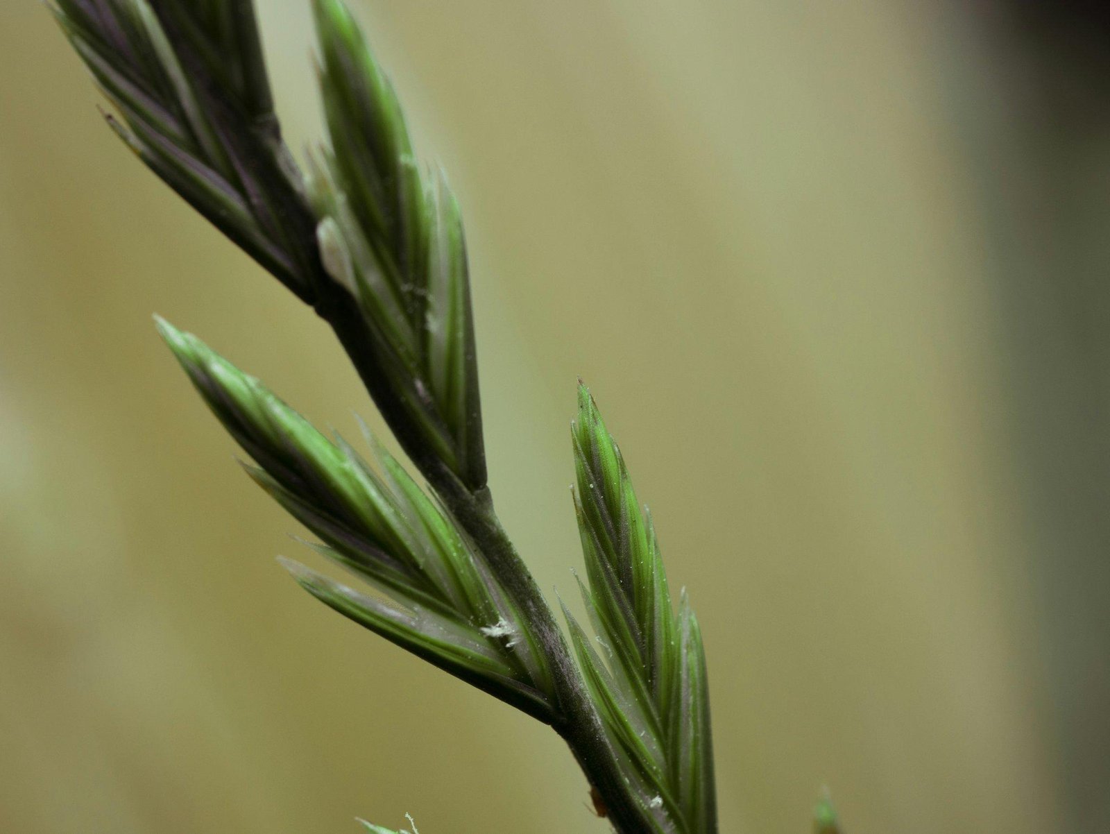 A bottle of golden organic flaxseed oil surrounded by fresh flaxseeds and flowers.