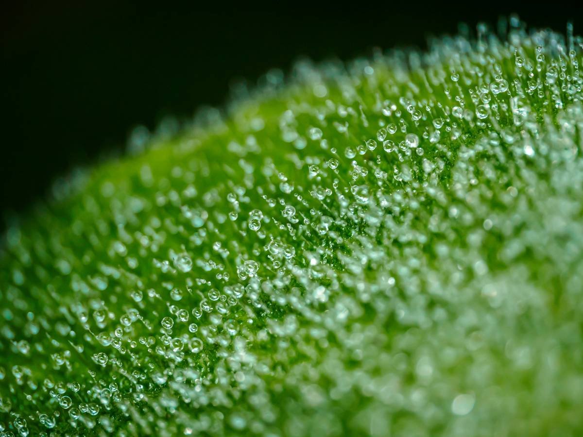 Comparison table between different organic oils and their benefits