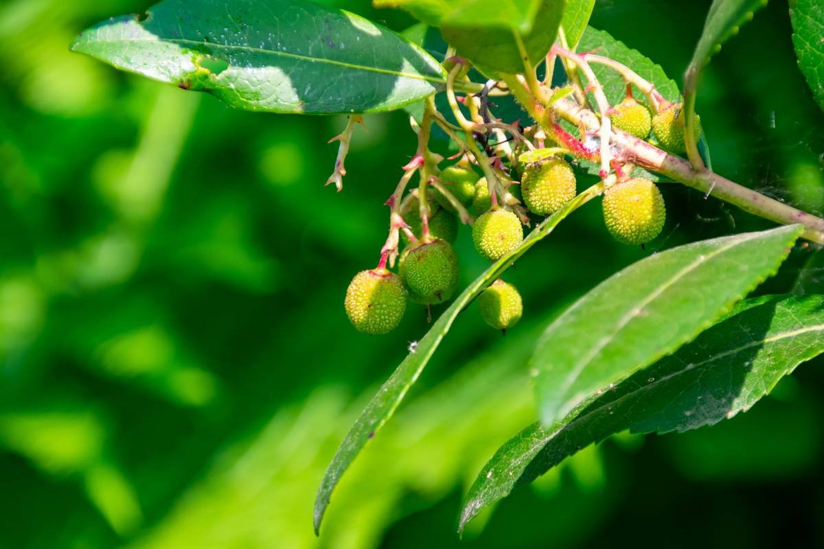 Flowchart showing steps to using organic oils for skincare