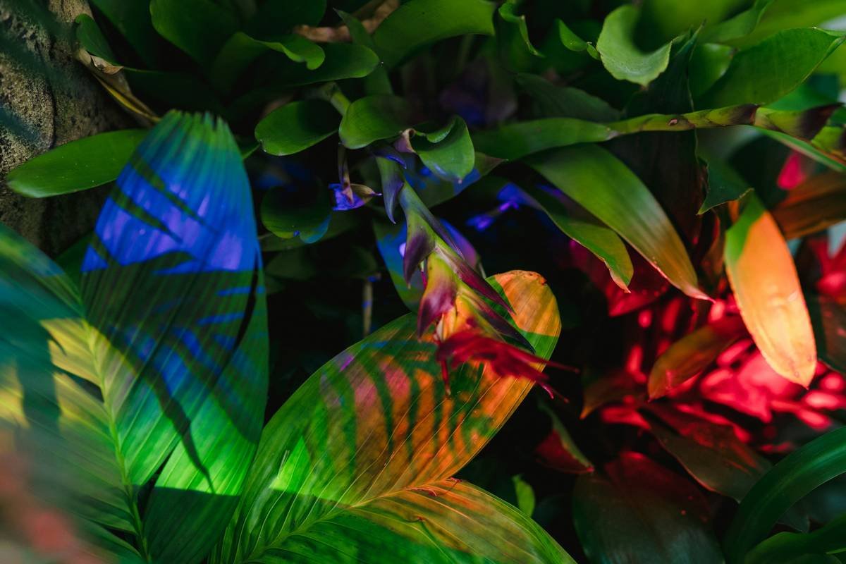 Unlock Radiant Skin: How Plant Extracts for Skin Can Transform Your Organic Beauty Routine