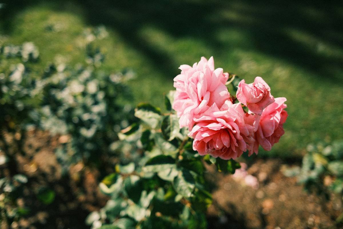 A glass bottle of golden-colored rice bran oil surrounded by natural botanicals.