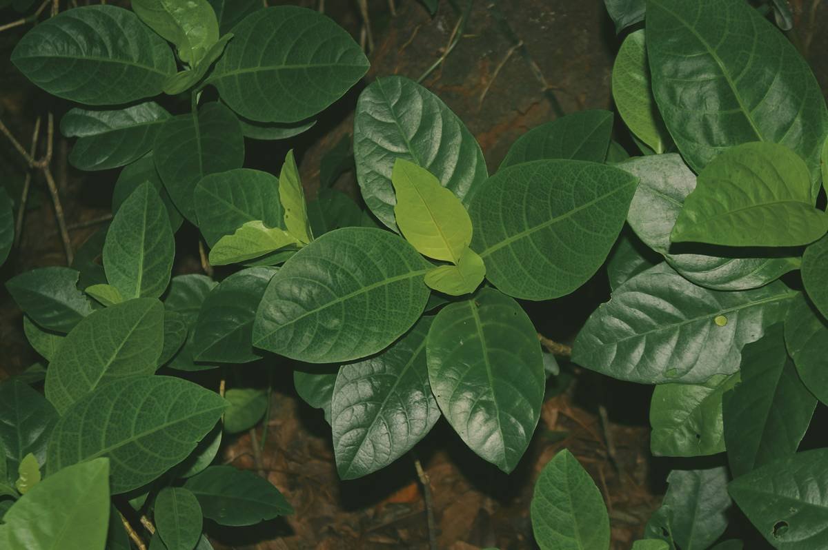Before-and-after images showing clearer, hydrated skin.
