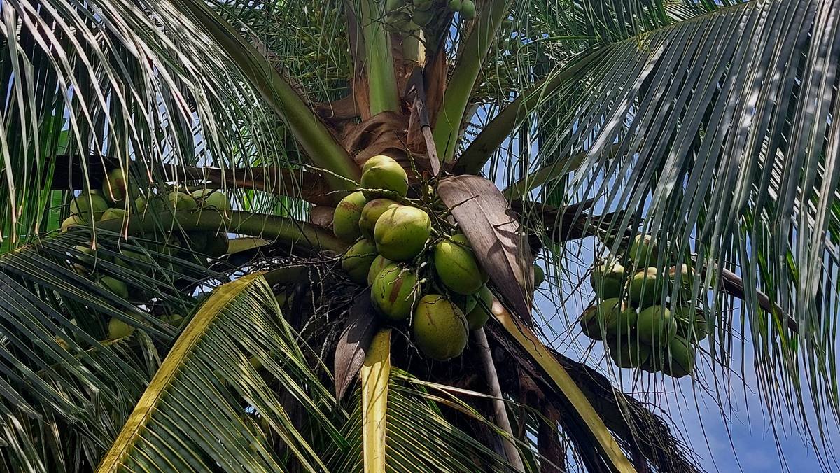 Glass bottle of cold-pressed virgin coconut oil sitting beside fresh coconuts