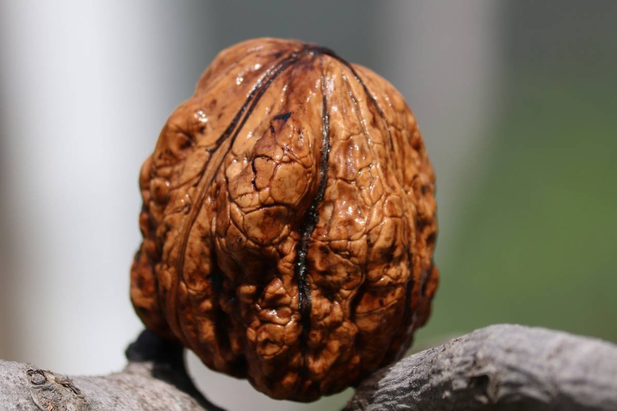 The Secret Beauty Benefits of Organic Walnut Cooking Oil You’re Missing Out On
