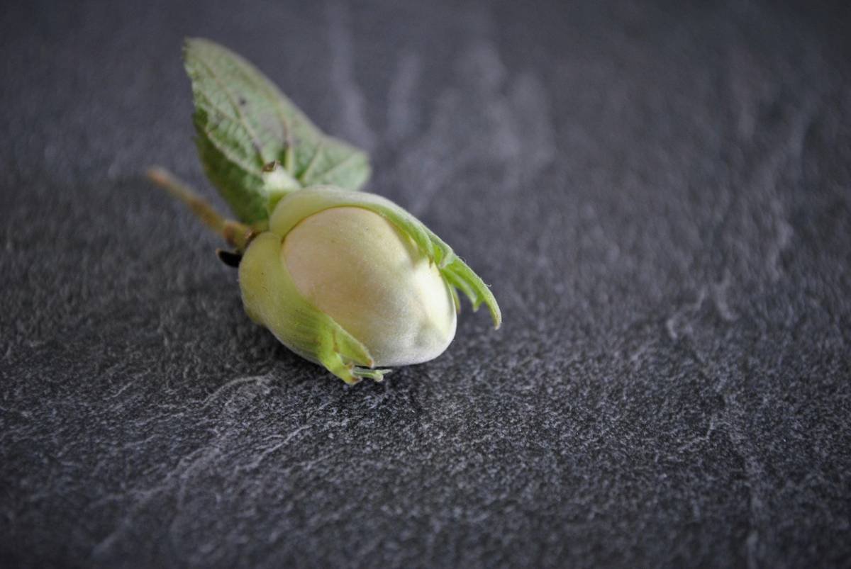 The Ultimate Guide to Cold Pressed Olive Oil for Organic Beauty