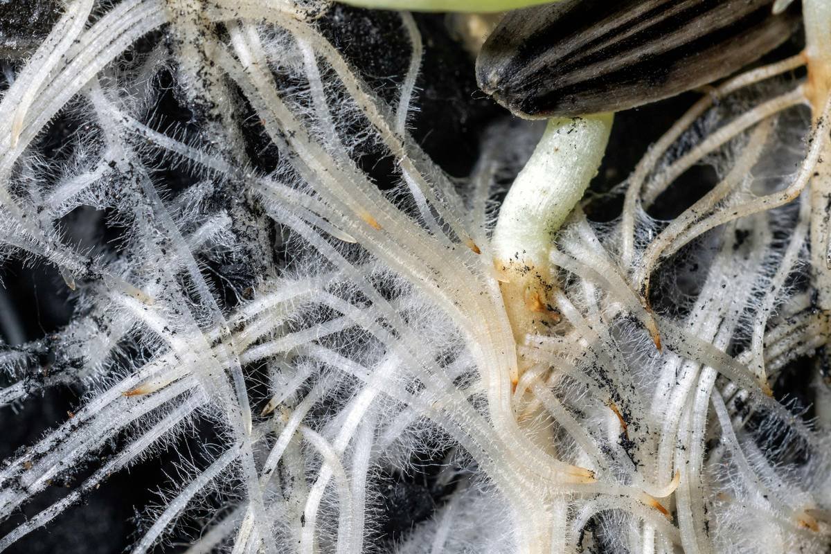 A bottle of chamomile essential oil next to dried chamomile flowers