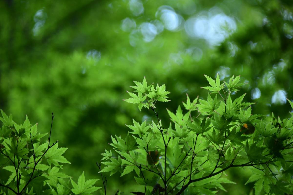 A bottle of green pistachio oil next to fresh pistachios and a leafy plant