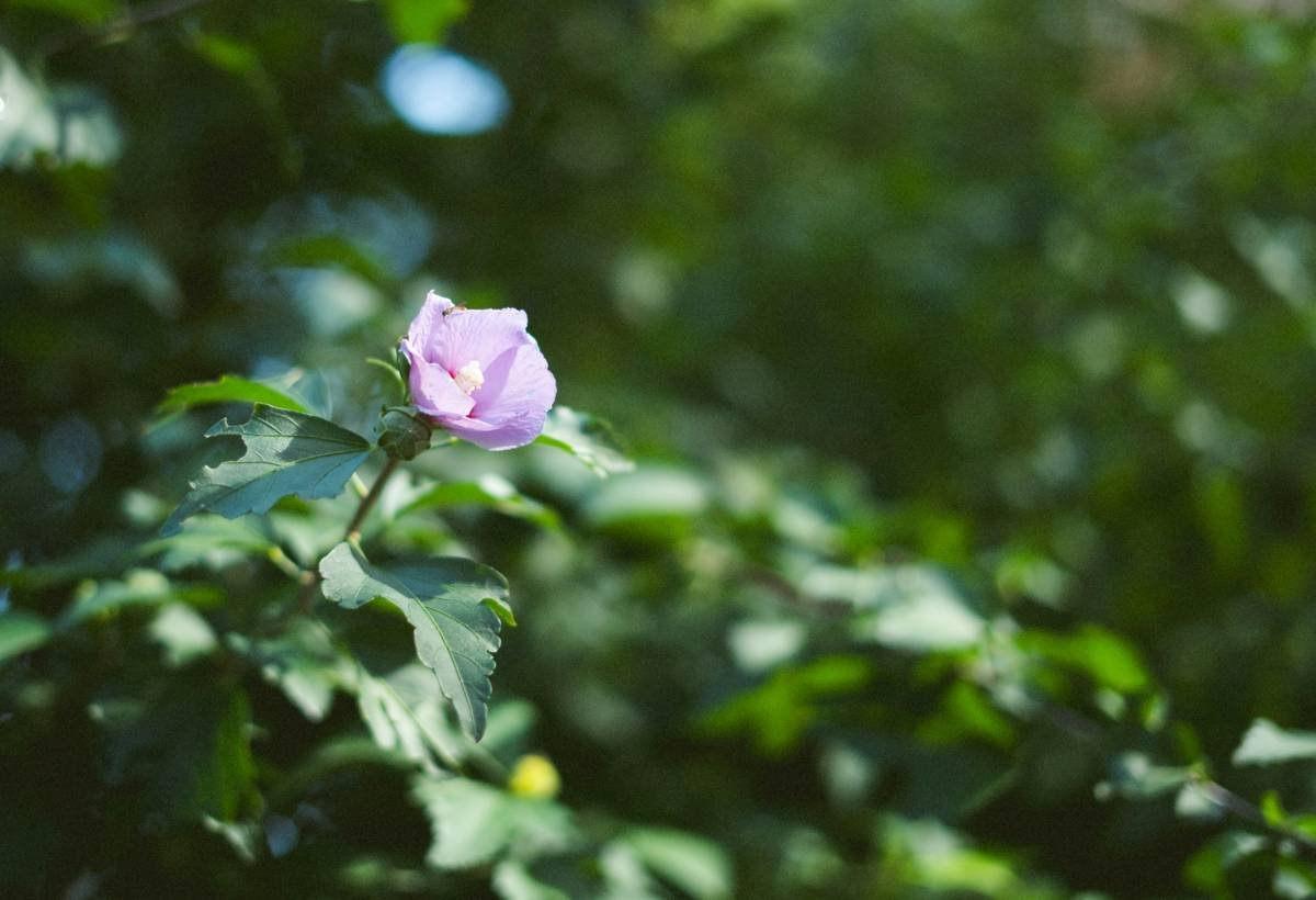 Step-by-step process showing how to infuse oils using jars and botanicals