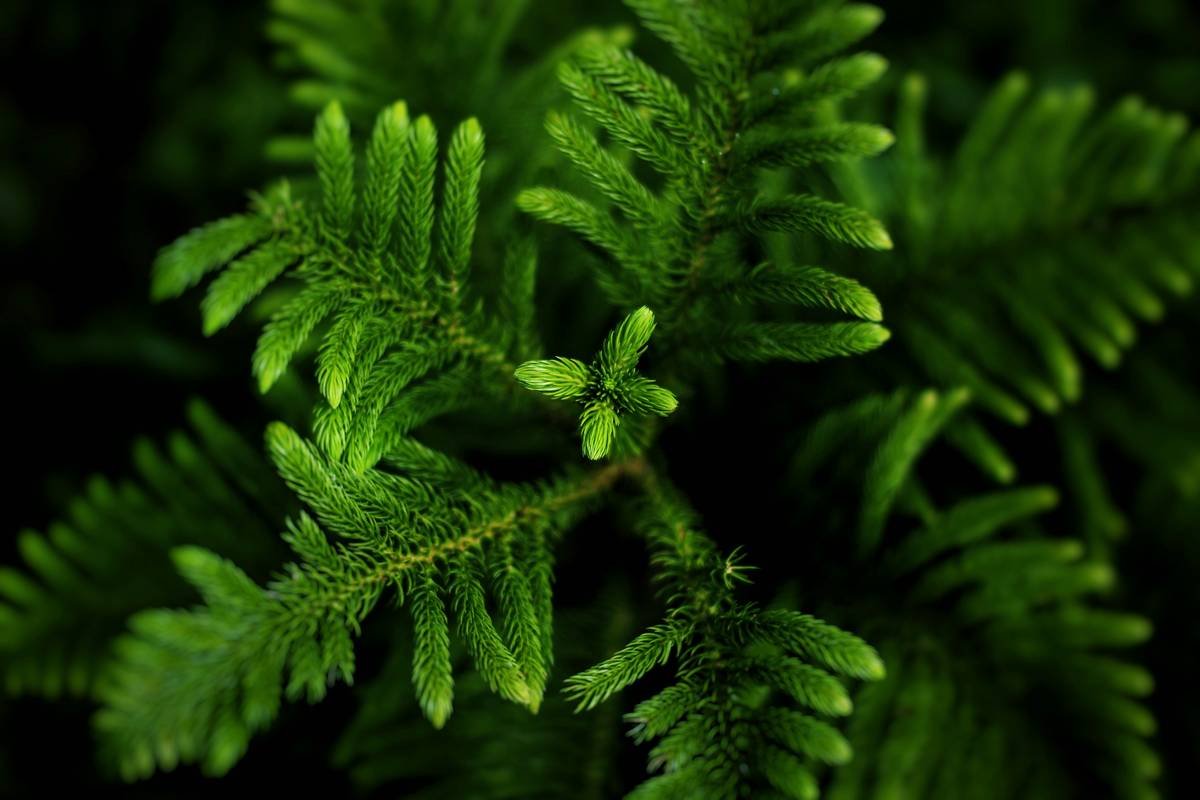 Unlock the Power of Tea Tree Essence: The Ultimate Guide to Organic Oils for Natural Beauty