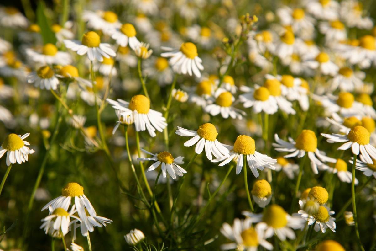 Why Chamomile Extract is the Secret Ingredient Your Organic Oils Are Missing