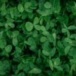 Thyme Extract: The Secret Organic Oil Your Skin Needs