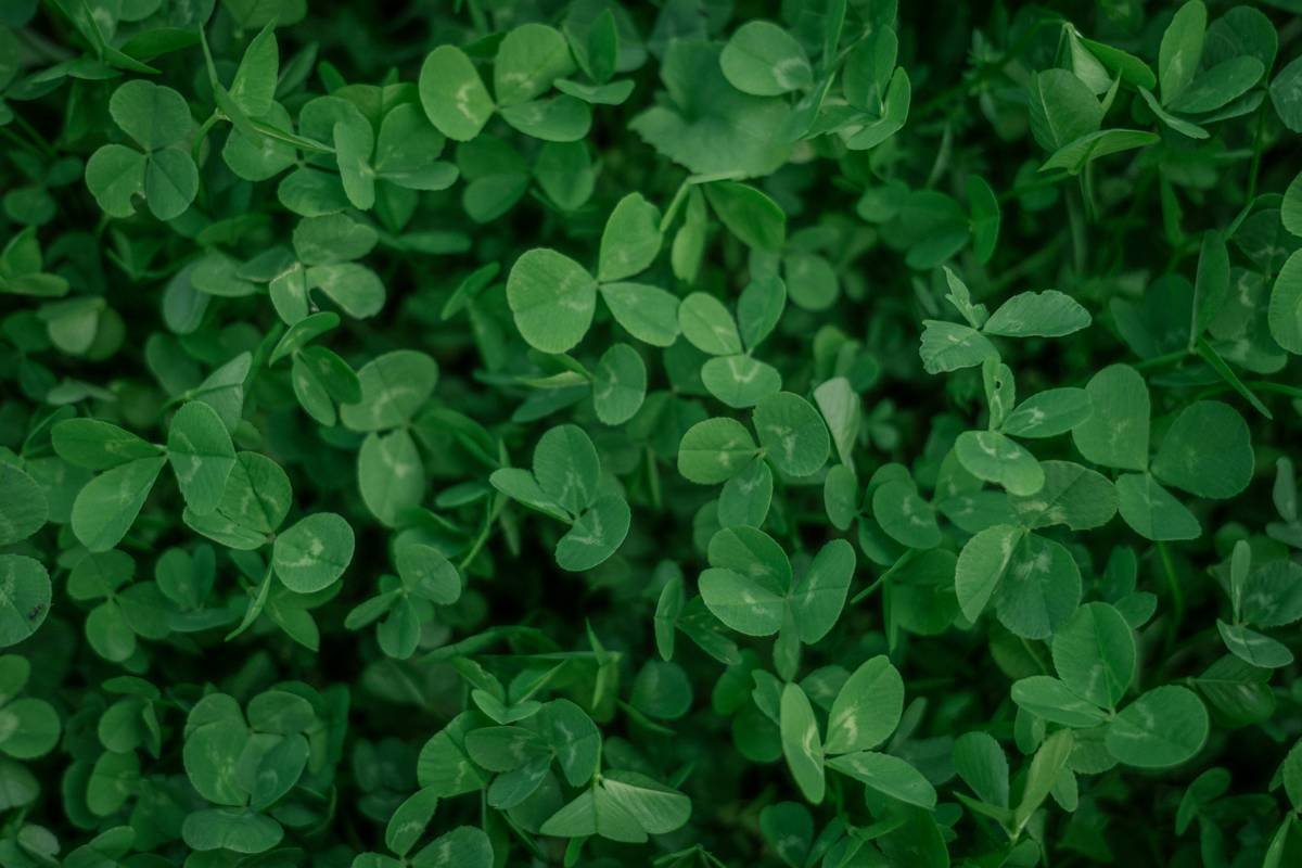 Thyme Extract: The Secret Organic Oil Your Skin Needs