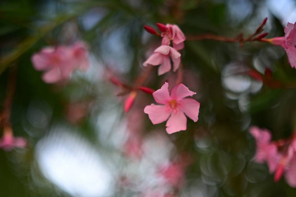 Unlock Radiant Skin with Sesame Blend Beauty: The Organic Oil Revolution