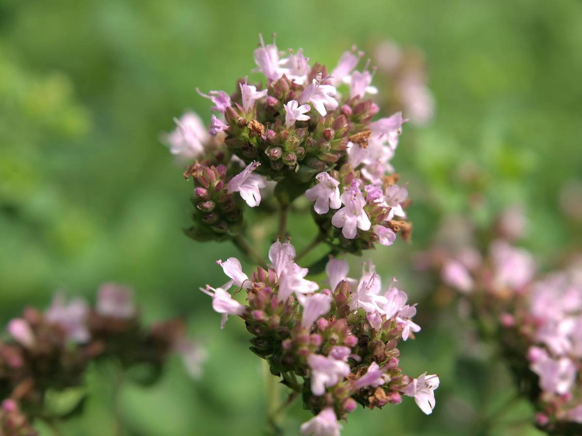 Infographic comparing oregano hydrosol (essence) vs. oregano essential oil: concentration, usage, safety, and skin compatibility