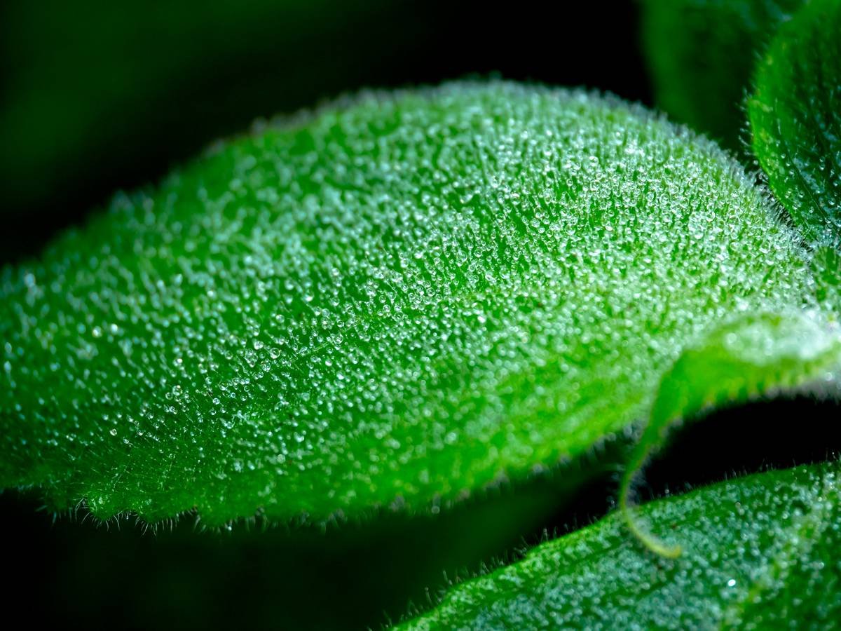 Infographic comparing sage essential oil vs. sage natural extract: concentration levels, safety for skin, and key active compounds like rosmarinic acid and camphor