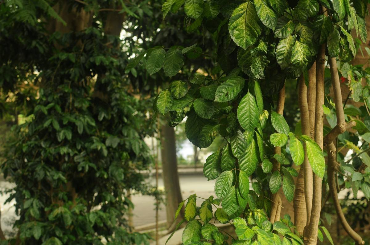 Avocado Beauty: Why This Lush Oil Should Be in Your Skincare Routine (And How to Use It Right)