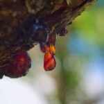 Frankincense Essence: Your Skin’s Ancient Secret, Backed by Modern Science