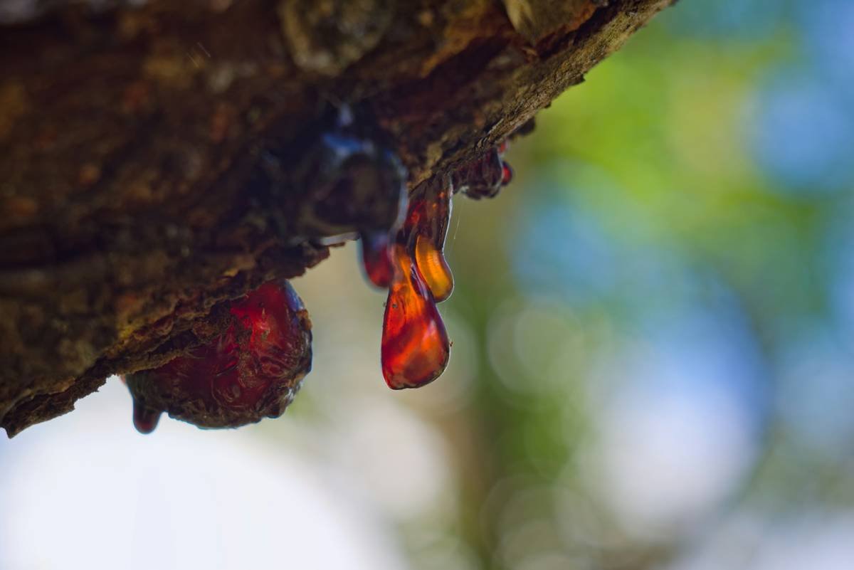 Frankincense Essence: Your Skin’s Ancient Secret, Backed by Modern Science