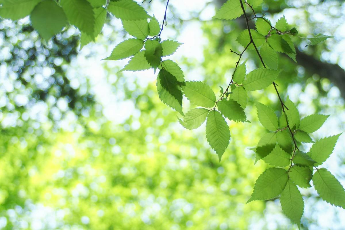 Tea Tree Skin Salvation: Your No-BS Guide to Using Organic Tea Tree Oil Safely & Effectively