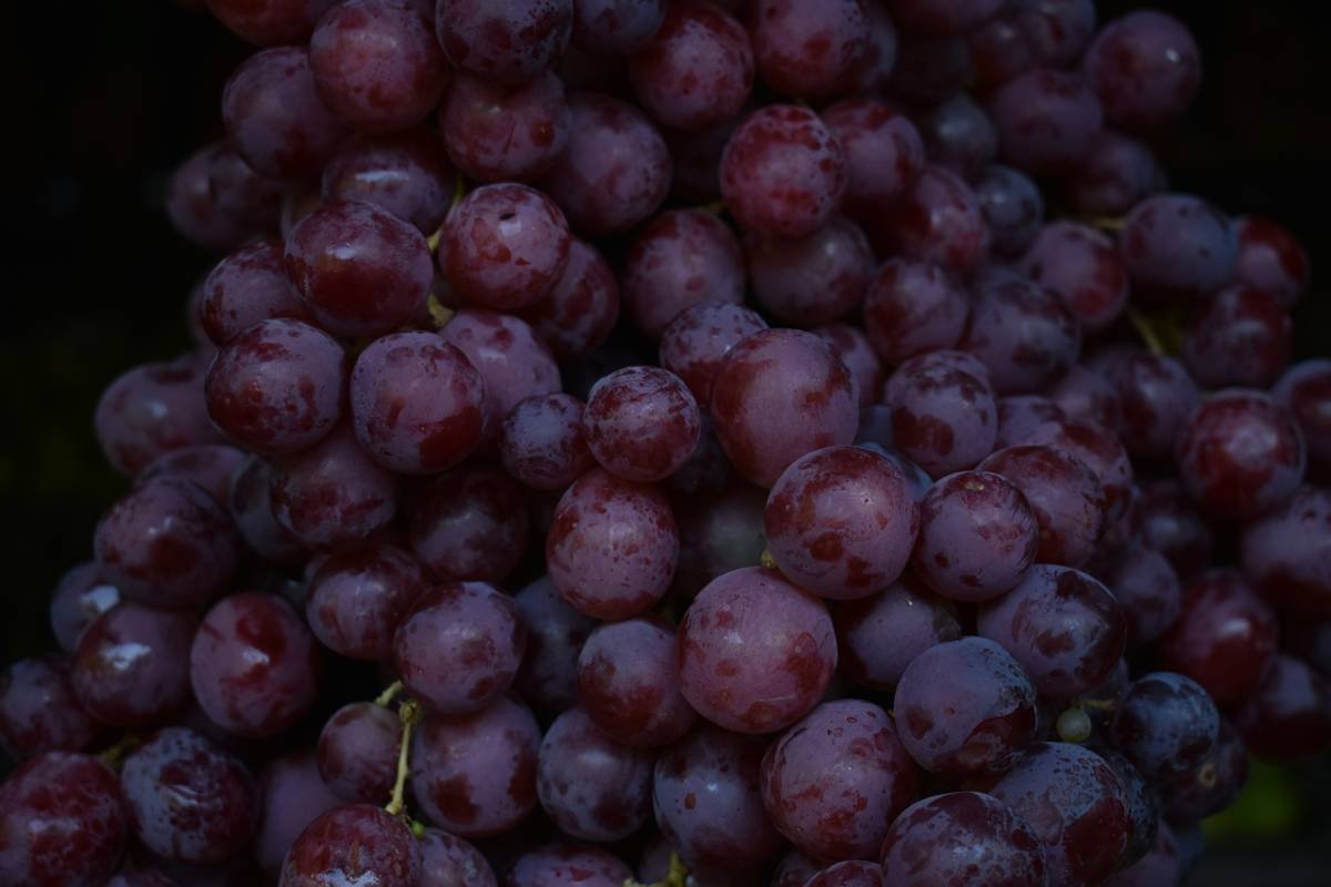 Why Cold Press Grapeseed Oil Deserves a Spot in Your Organic Skincare Routine (And How Not to Waste It)
