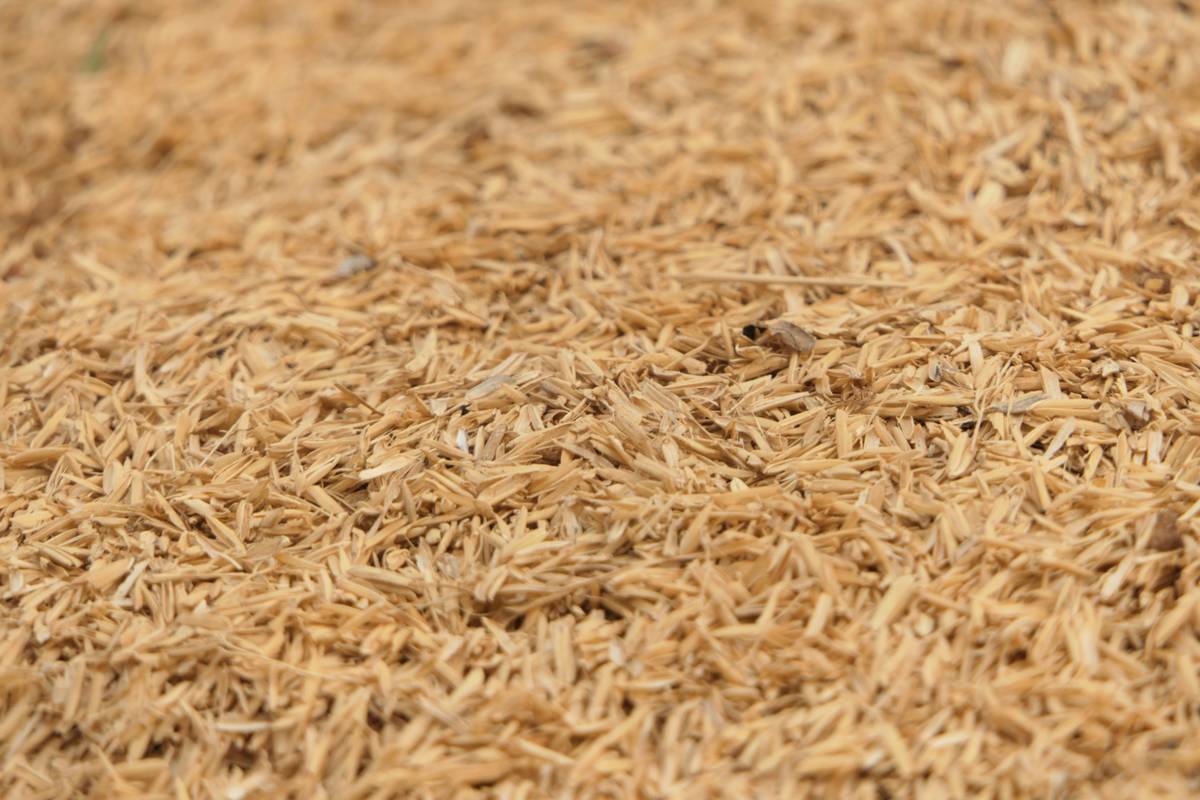 Why Pure Rice Bran Oil Is Your Skin’s Secret Superfood (And How to Use It Right)
