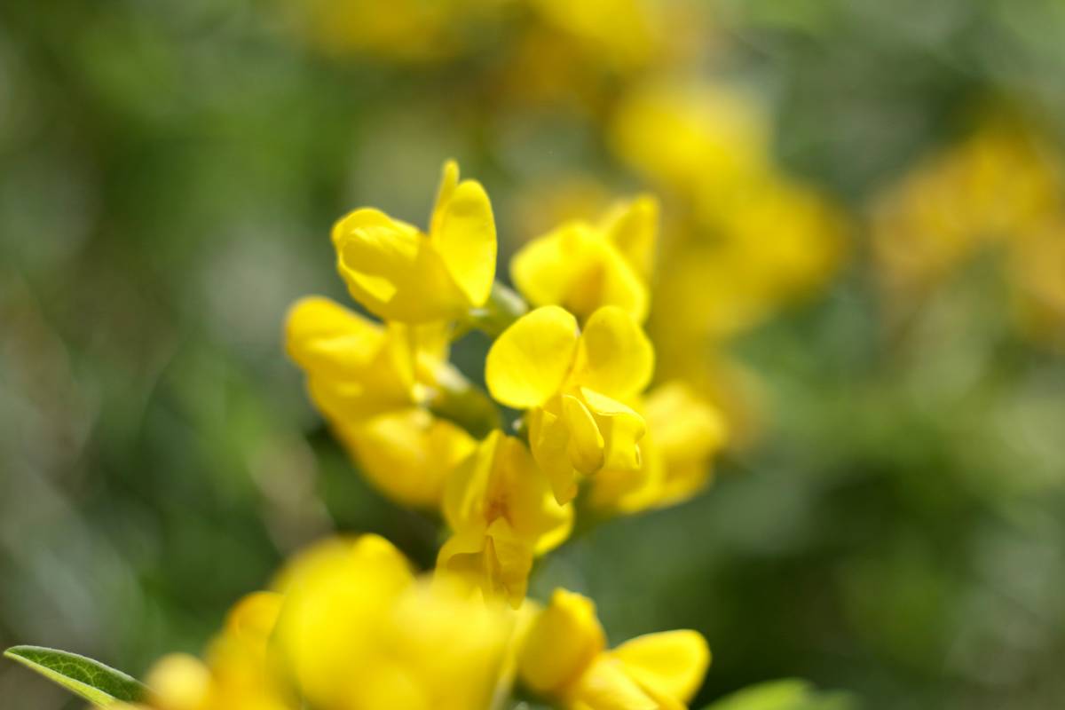 Immortelle Essence: The Golden Secret Behind Age-Defying, Radiant Skin (Backed by Science & Real Results)