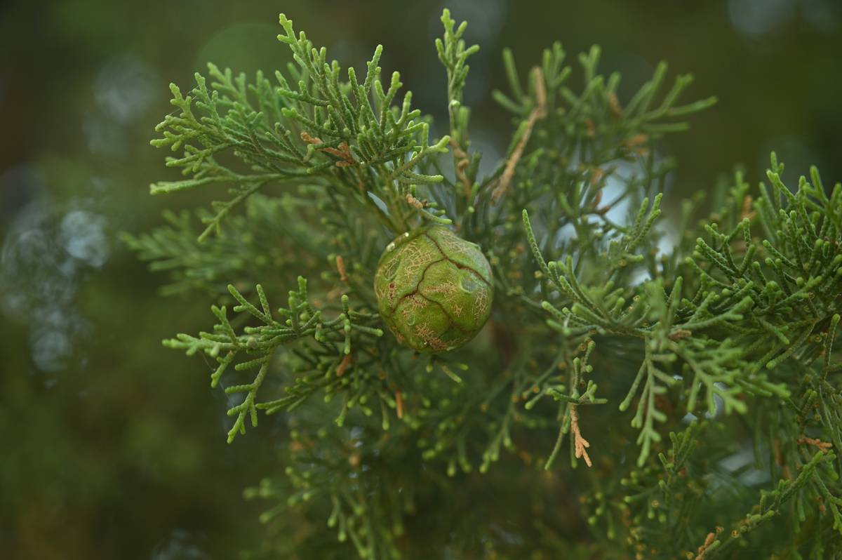 Infographic showing chemical composition of cypress extract: alpha-pinene (38%), camphene (15%), limonene (12%), delta-3-carene (9%), others (26%)