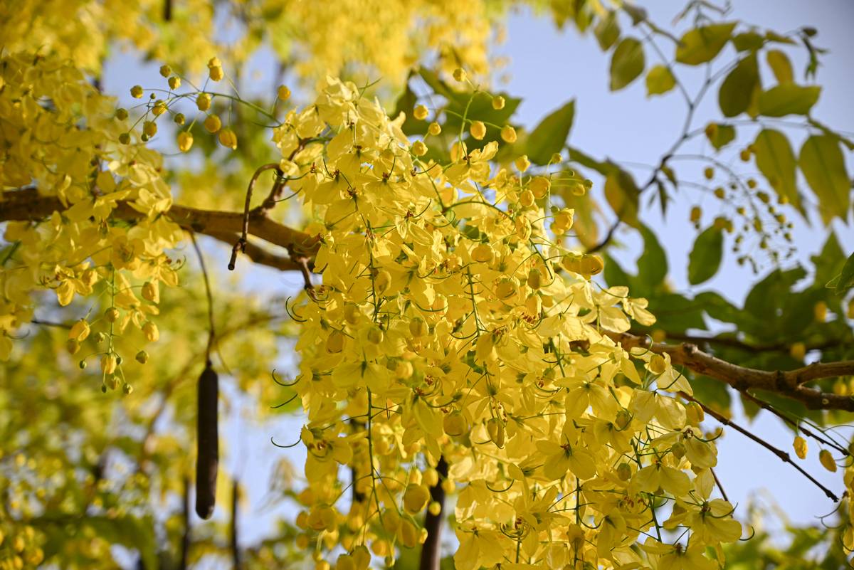 Infographic showing ylang ylang extract benefits: sebum regulation, antimicrobial action, anti-inflammatory effects, hair follicle stimulation