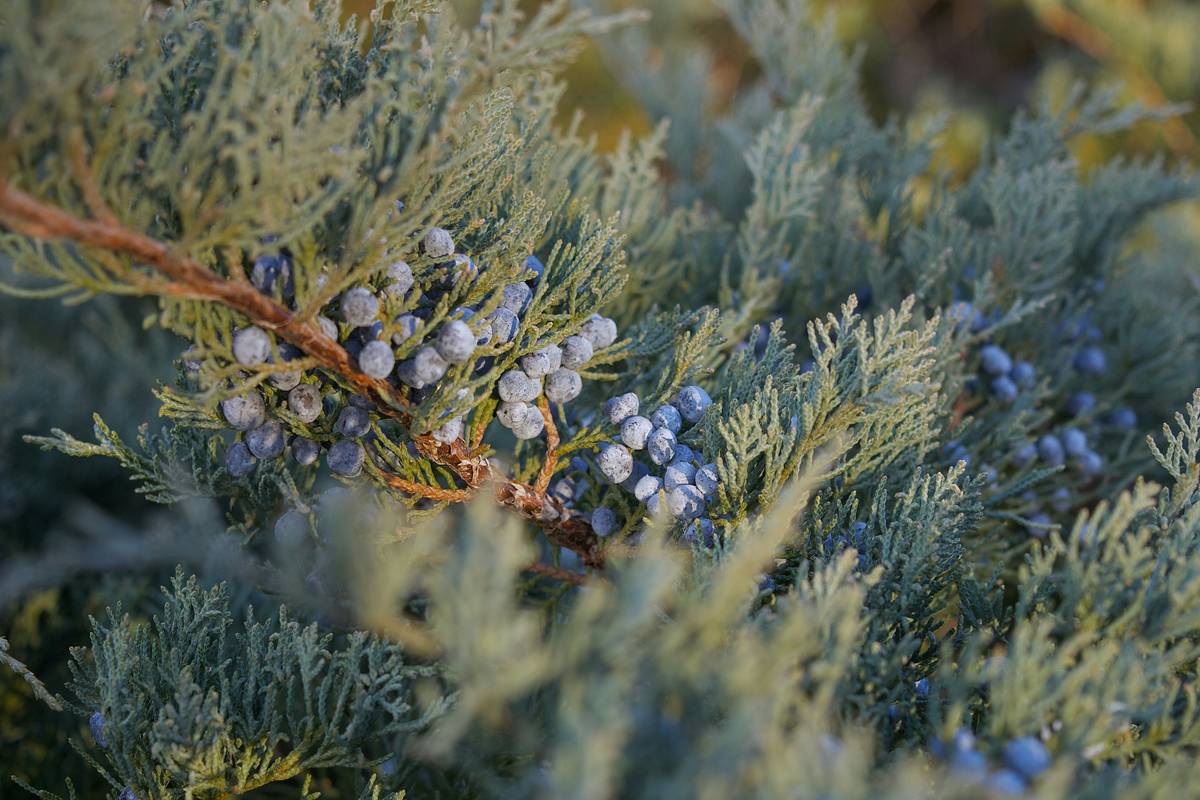 Juniper Essence: Nature’s Clarifying Secret for Glowing, Balanced Skin
