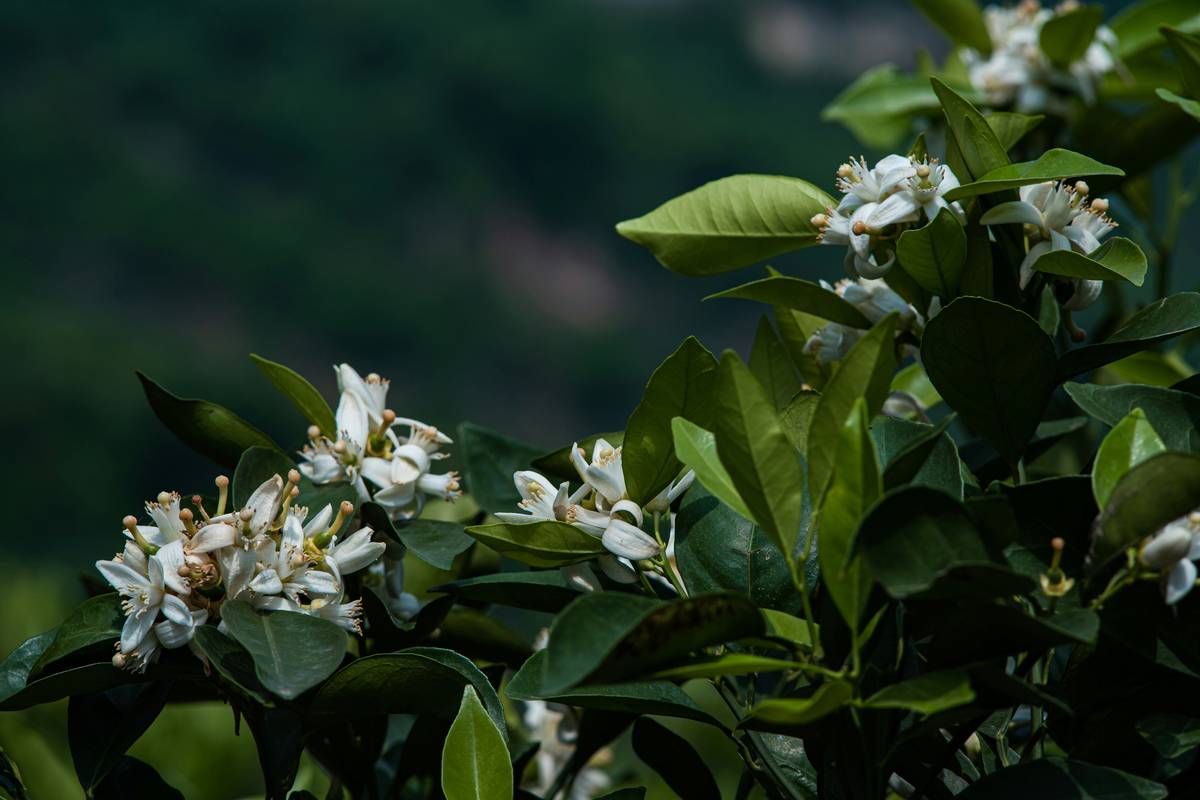 What Is Neroli Essence—and Why Your Skin Craves This Rare Organic Oil