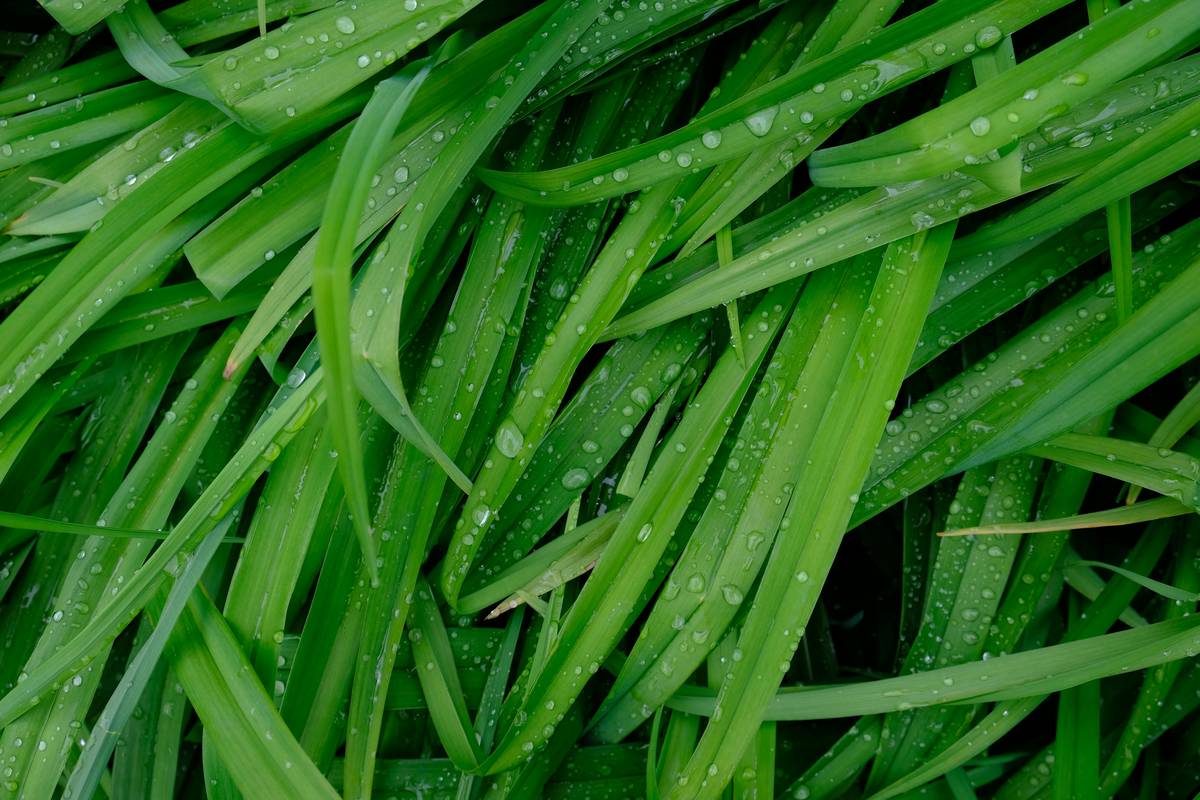 What Is Vetiver Essence? Your Deep Dive into Nature’s Most Grounding Organic Oil