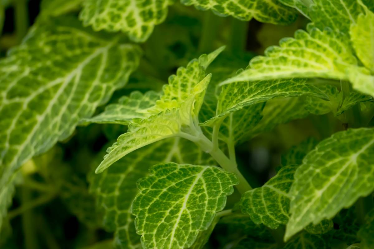 Why Patchouli Natural Oil Is Your Skin’s Secret Weapon (And How to Use It Without Smelling Like a 70s Festival)