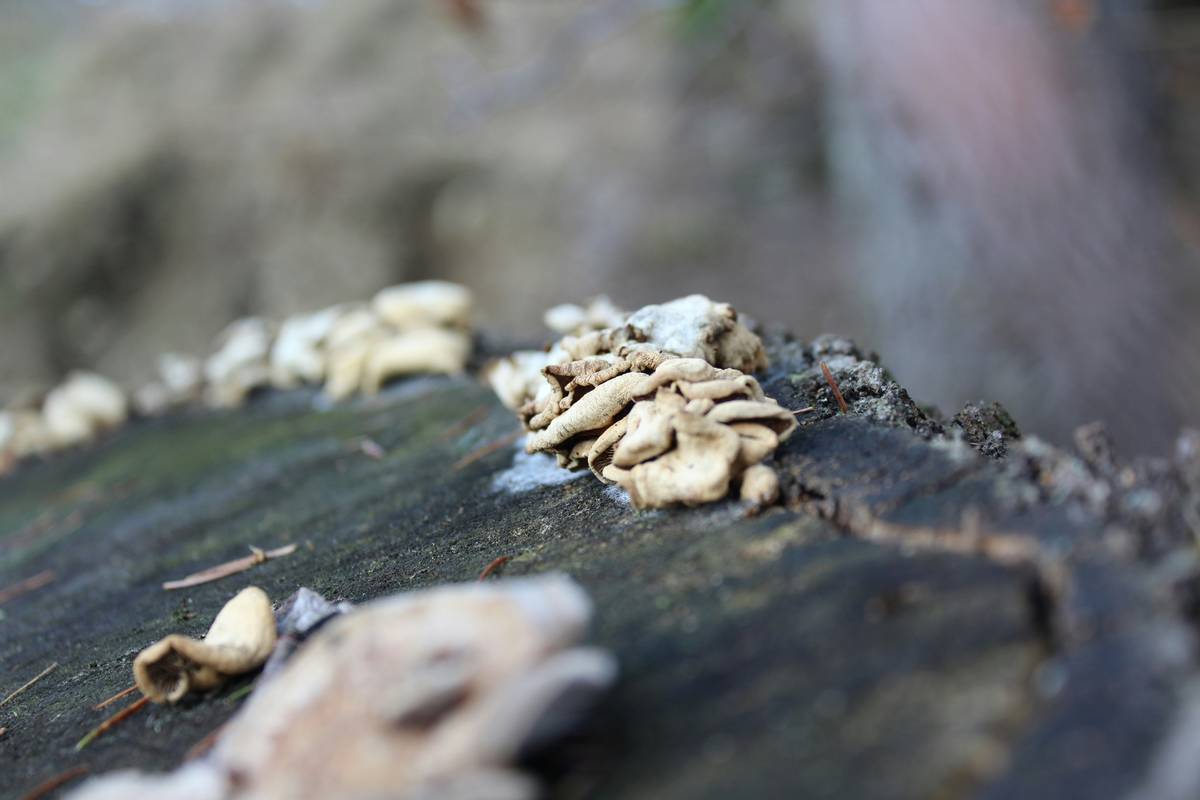 Why Your Skin Is Begging for an Organic Pecan Blend (And How to Use It Without Wasting a Drop)