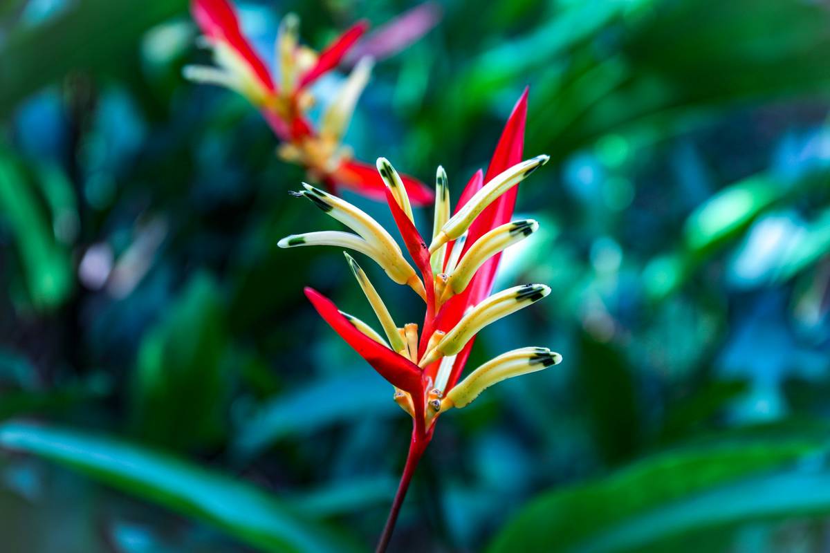 Ylang Ylang Extract: Nature’s Secret for Glowing Skin, Calm Hair & Balanced Beauty Routines