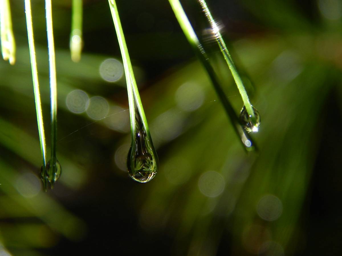 Woman applying organic natural body oil to damp skin after shower