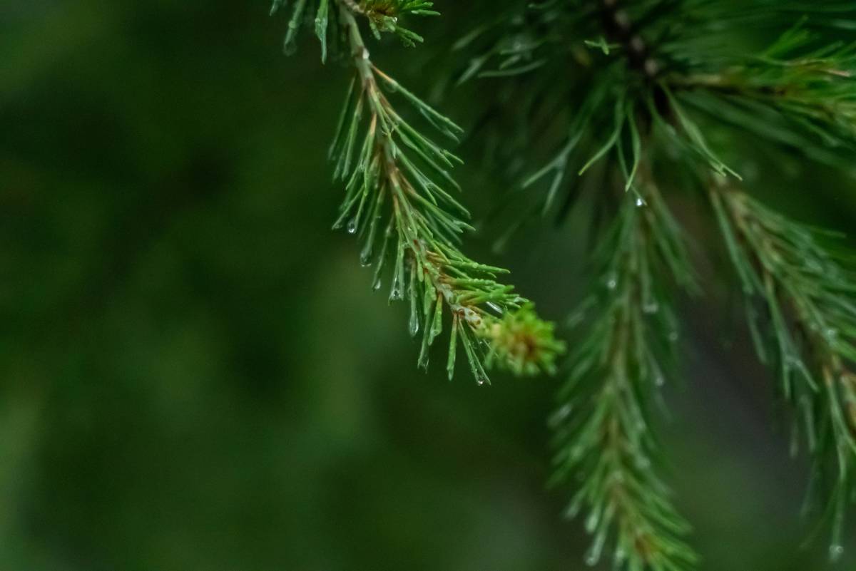 Comparison chart showing differences between spruce essential oil and spruce seed oil: extraction method, usage, safety, and key compounds