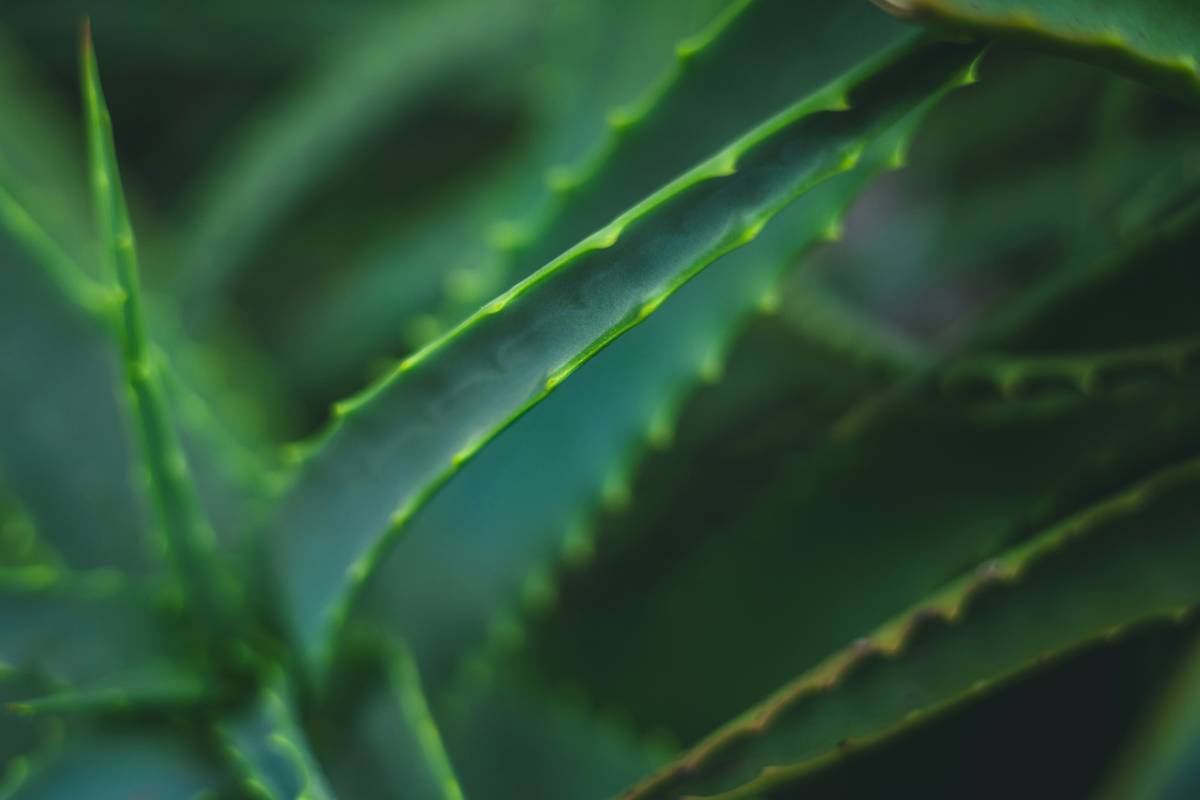 How to Spruce Natural Beauty Routines with Organic Oils (Without the Greenwashing)