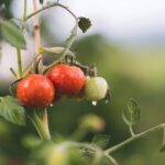 Skincare Oil How to Make Organic at Home Without Wasting a Drop