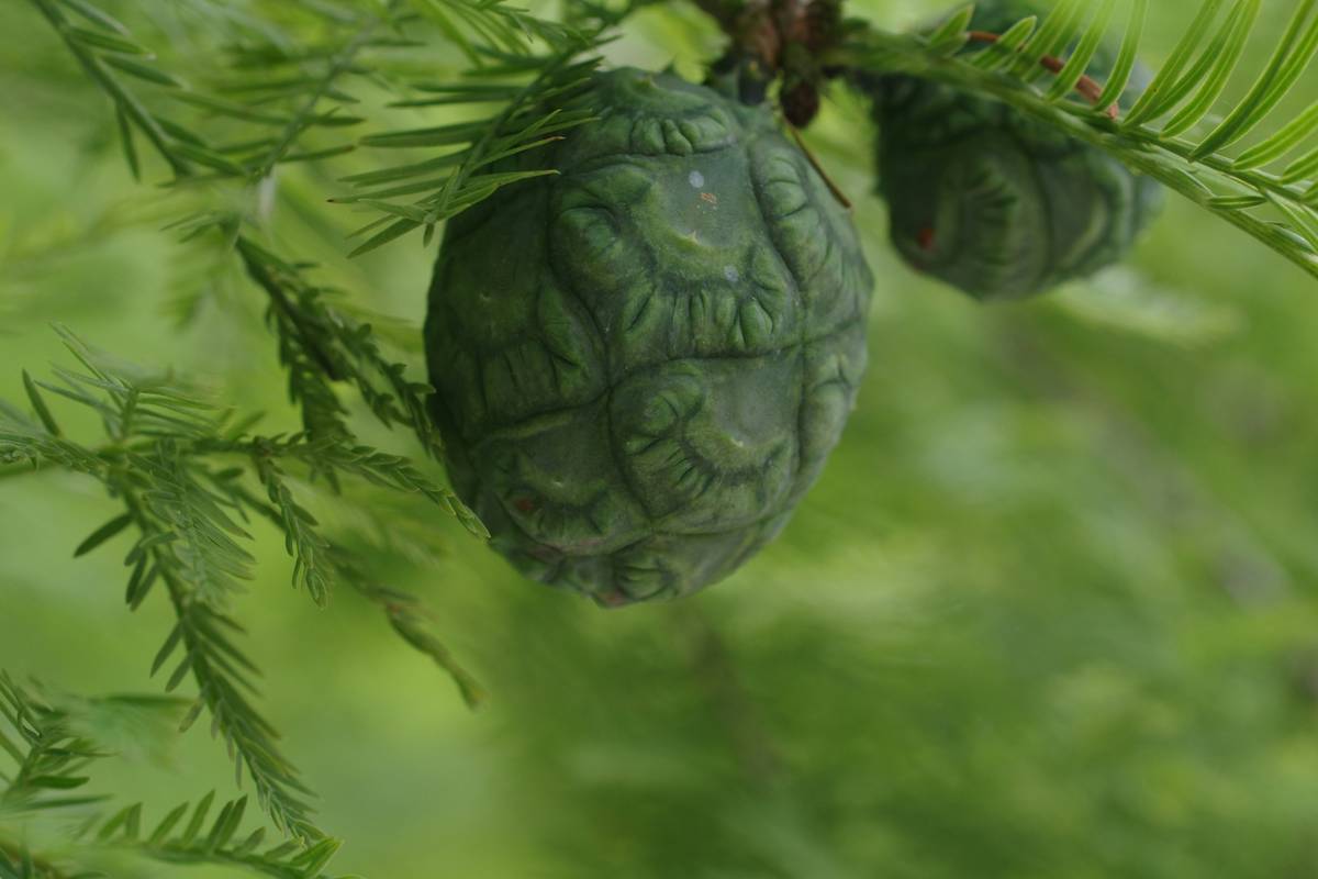 What Is Fir Extract? The Underrated Organic Oil Transforming Natural Skincare