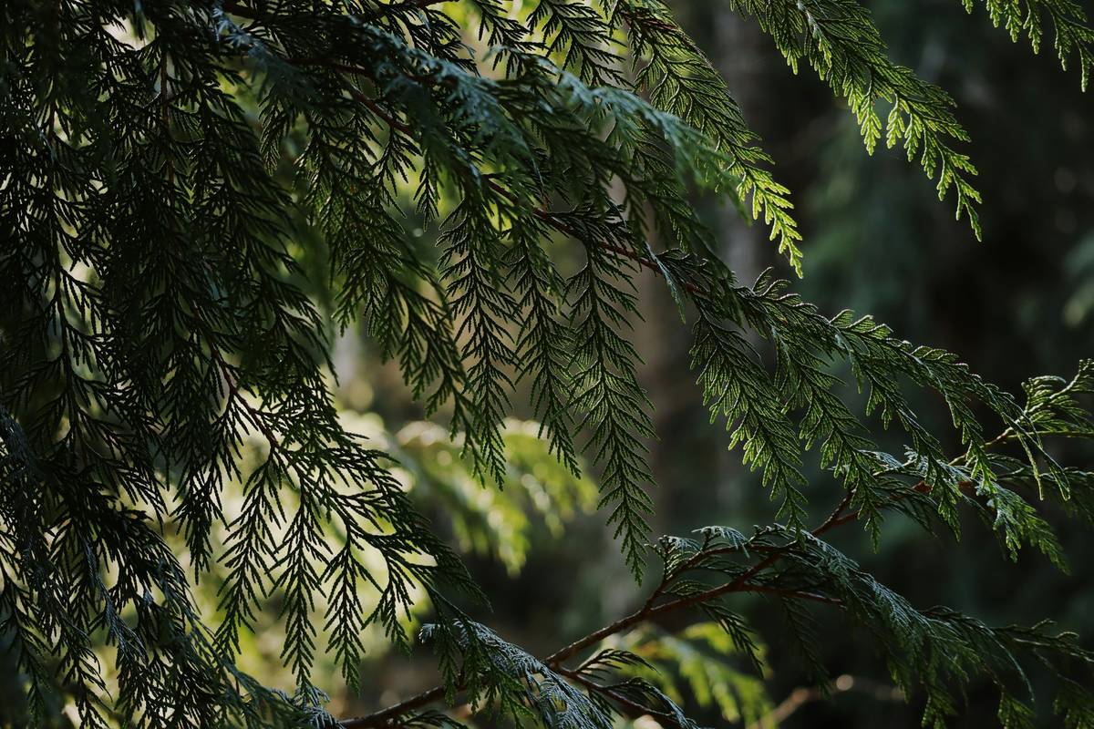 Why Cedarwood Natural Oil Is Your Skin’s Secret Weapon (And How to Use It Without Wrecking Your Routine)