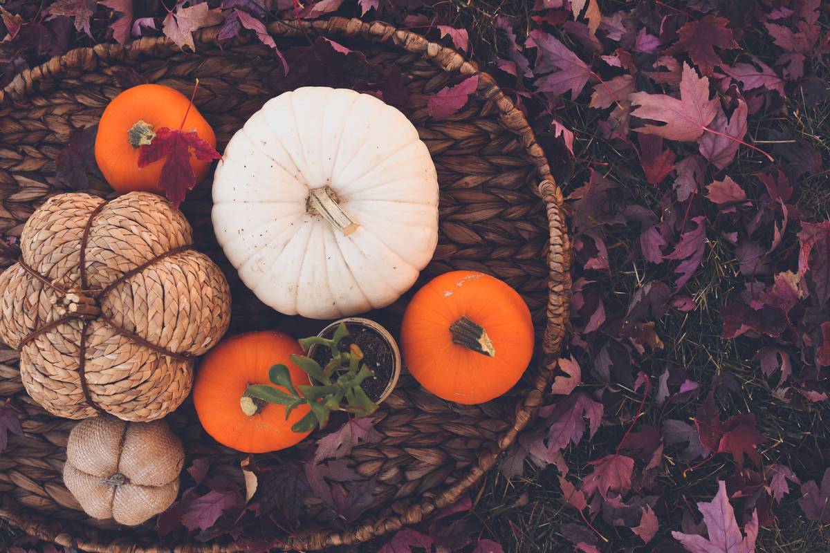 Why Your Skin Is Begging for Pumpkin Blend Beauty (And How to Use It Right)